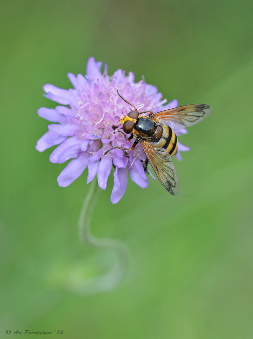 Sigma 150mm F2.8 EX DG OS Macro HSM sample photo. Volucella inanis photography