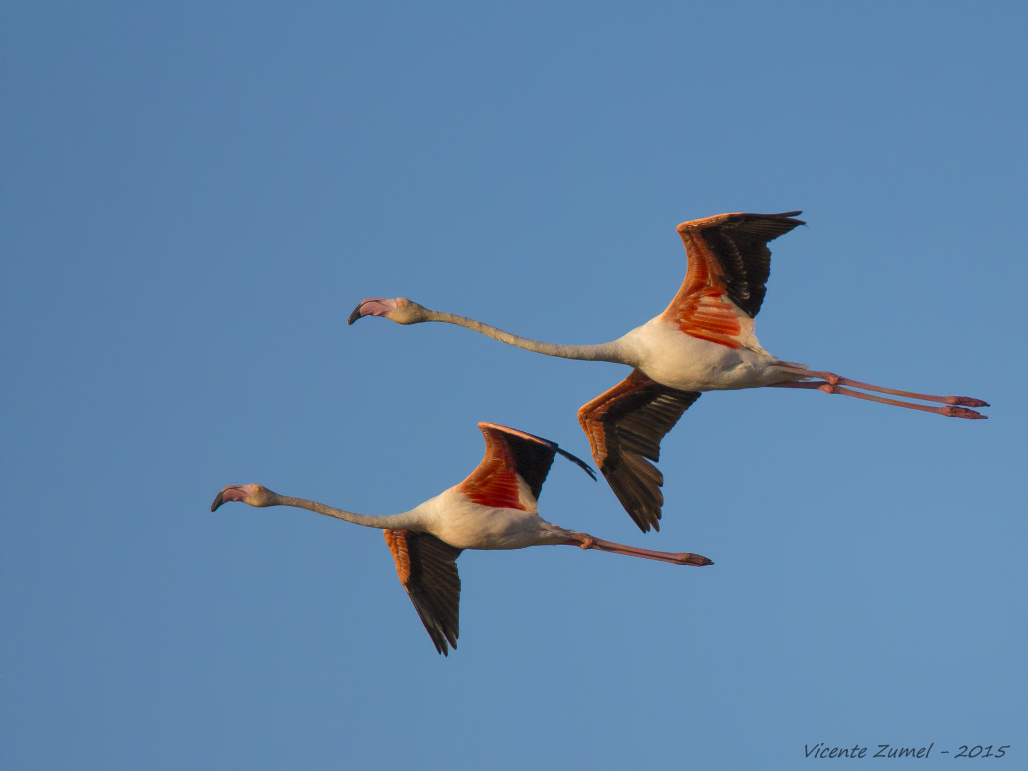 Tamron SP 150-600mm F5-6.3 Di VC USD sample photo. Flamingos photography