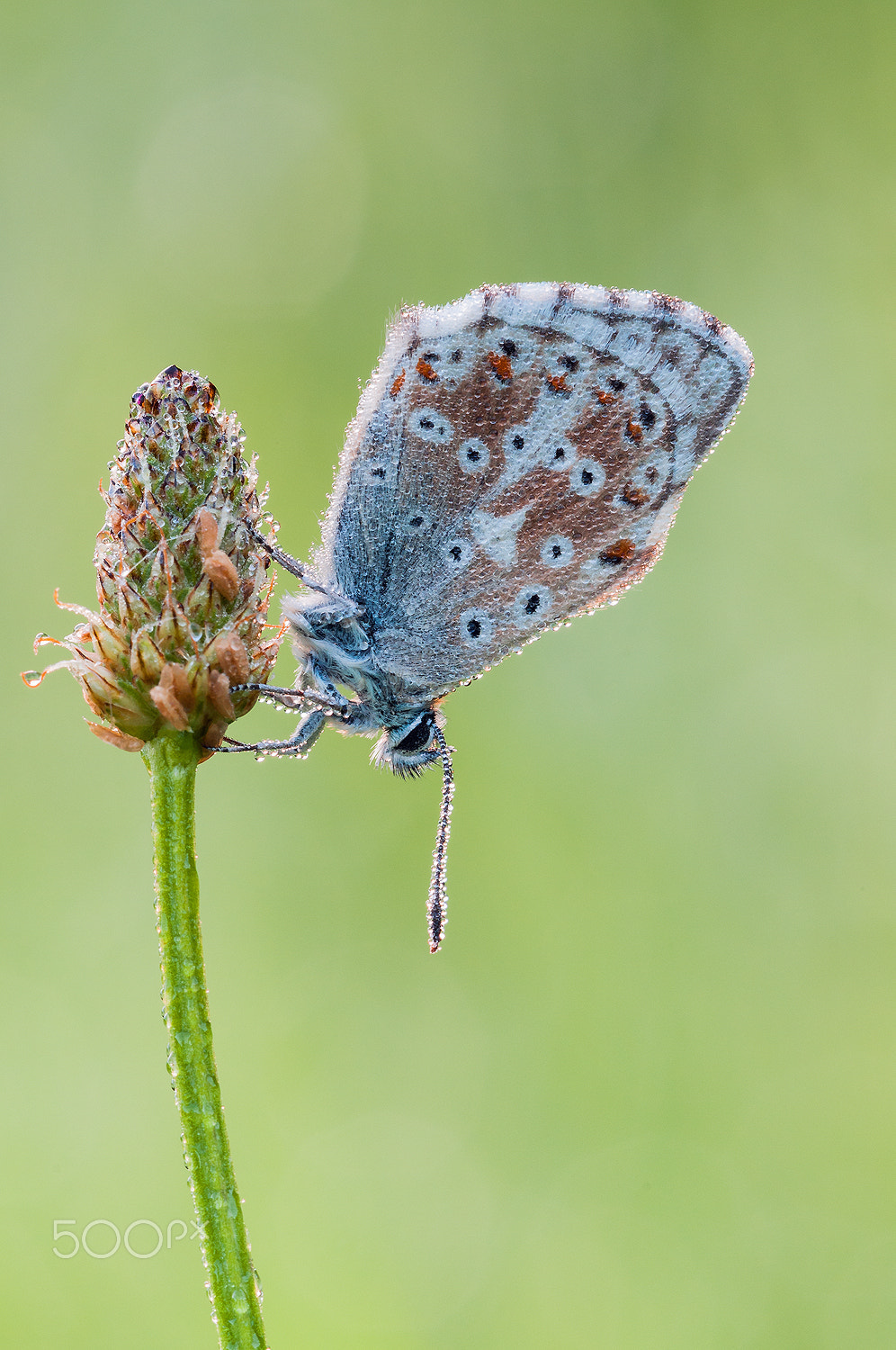 Nikon D300 + Sigma 150mm F2.8 EX DG Macro HSM sample photo. Chalkhill blue photography