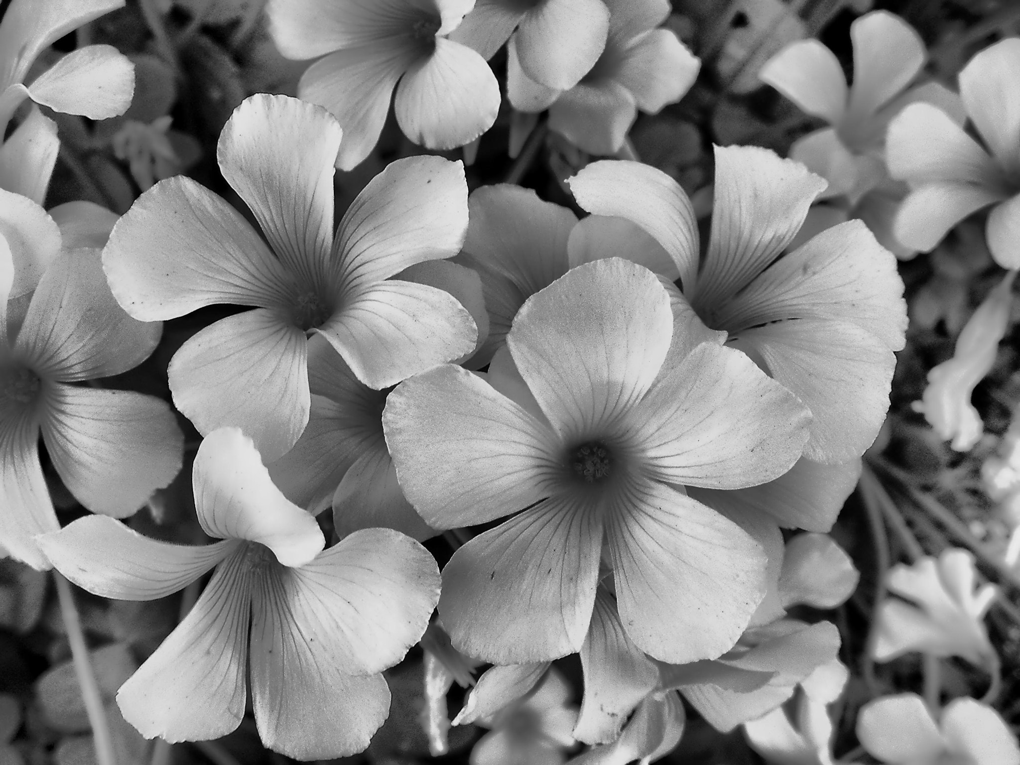 Nikon COOLPIX S4 sample photo. Oxalis photography