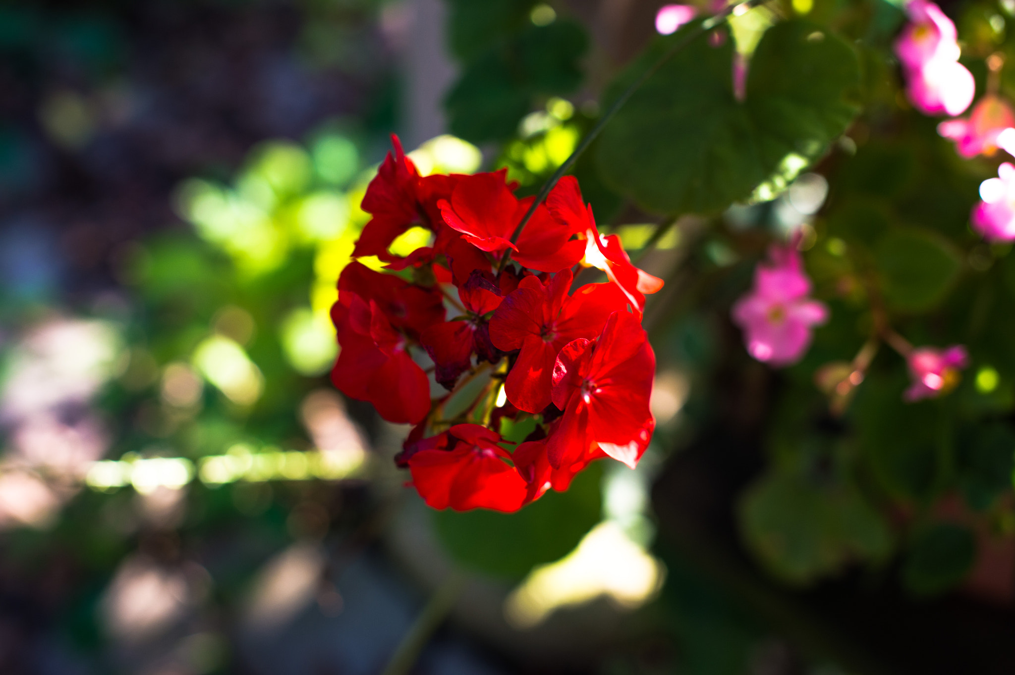 Nikon D4 + Nikon AF-S Nikkor 50mm F1.4G sample photo. Red flower photography