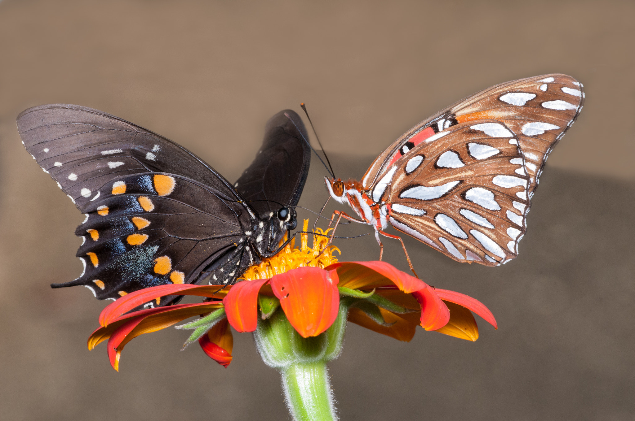 Sigma 150mm F2.8 EX DG Macro HSM sample photo. Eastern black swallowtail, gulf fritillary butterf photography