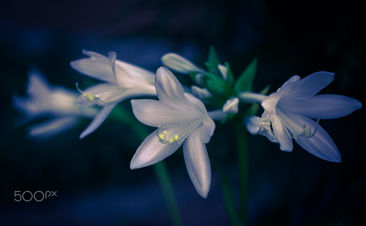Nikon D610 + Sigma 50mm F1.4 EX DG HSM sample photo. Evening scents photography