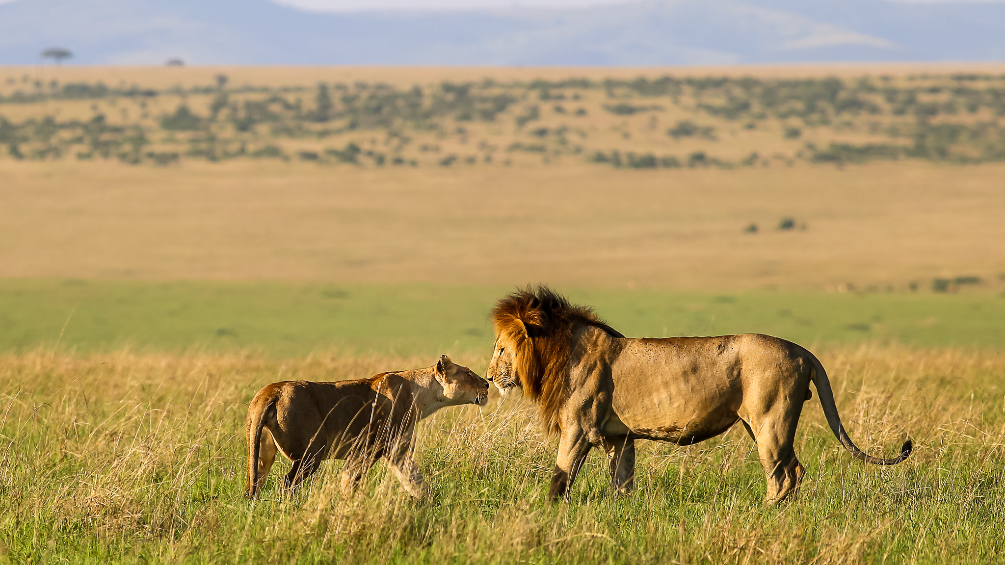 Canon EOS 6D + Canon EF 400mm F5.6L USM sample photo. Lion love photography