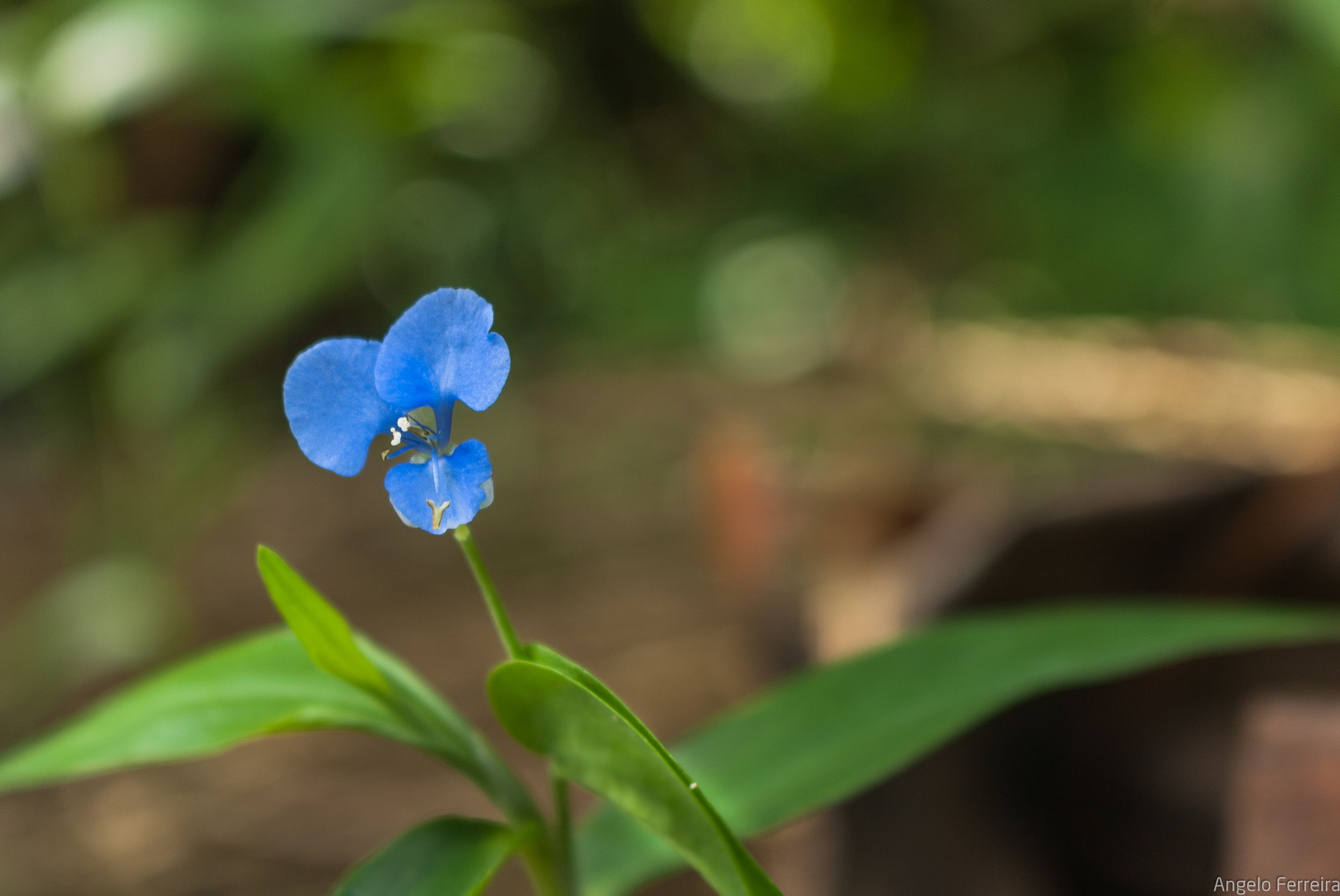 Canon EOS 1000D (EOS Digital Rebel XS / EOS Kiss F) sample photo. Commelina photography