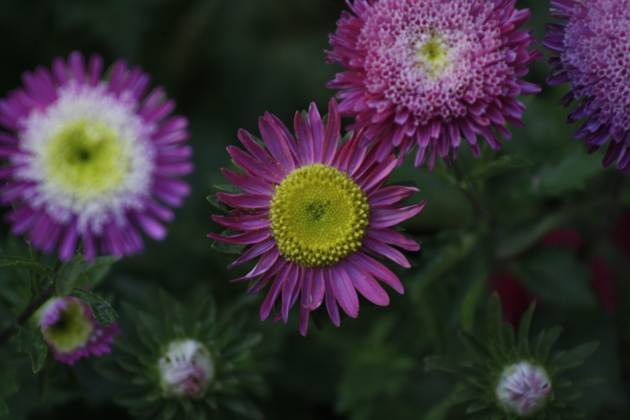 Canon EF 75-300mm f/4-5.6 USM sample photo. Img photography