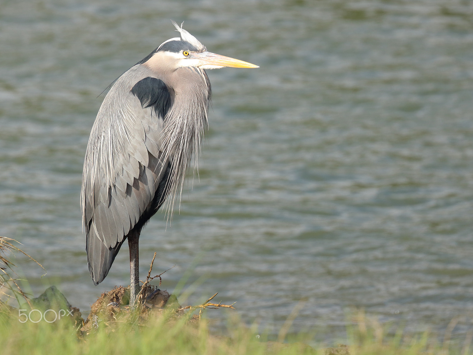 Canon EOS 750D (EOS Rebel T6i / EOS Kiss X8i) + Canon EF 100-400mm F4.5-5.6L IS II USM sample photo. Great blue heron photography