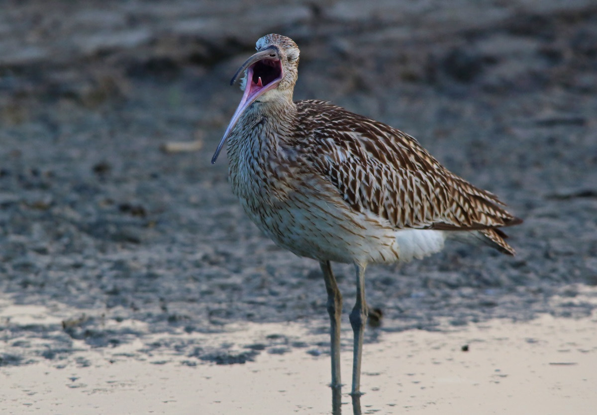 Sigma 150-500mm F5-6.3 DG OS HSM sample photo. Eurasian curlew, chiurlo maggiore photography