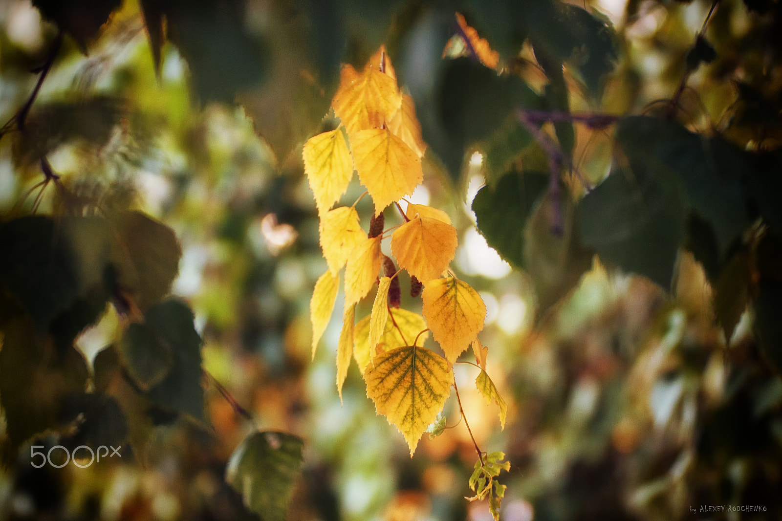 Tamron SP 35mm F1.8 Di VC USD sample photo. The autumn is coming... photography