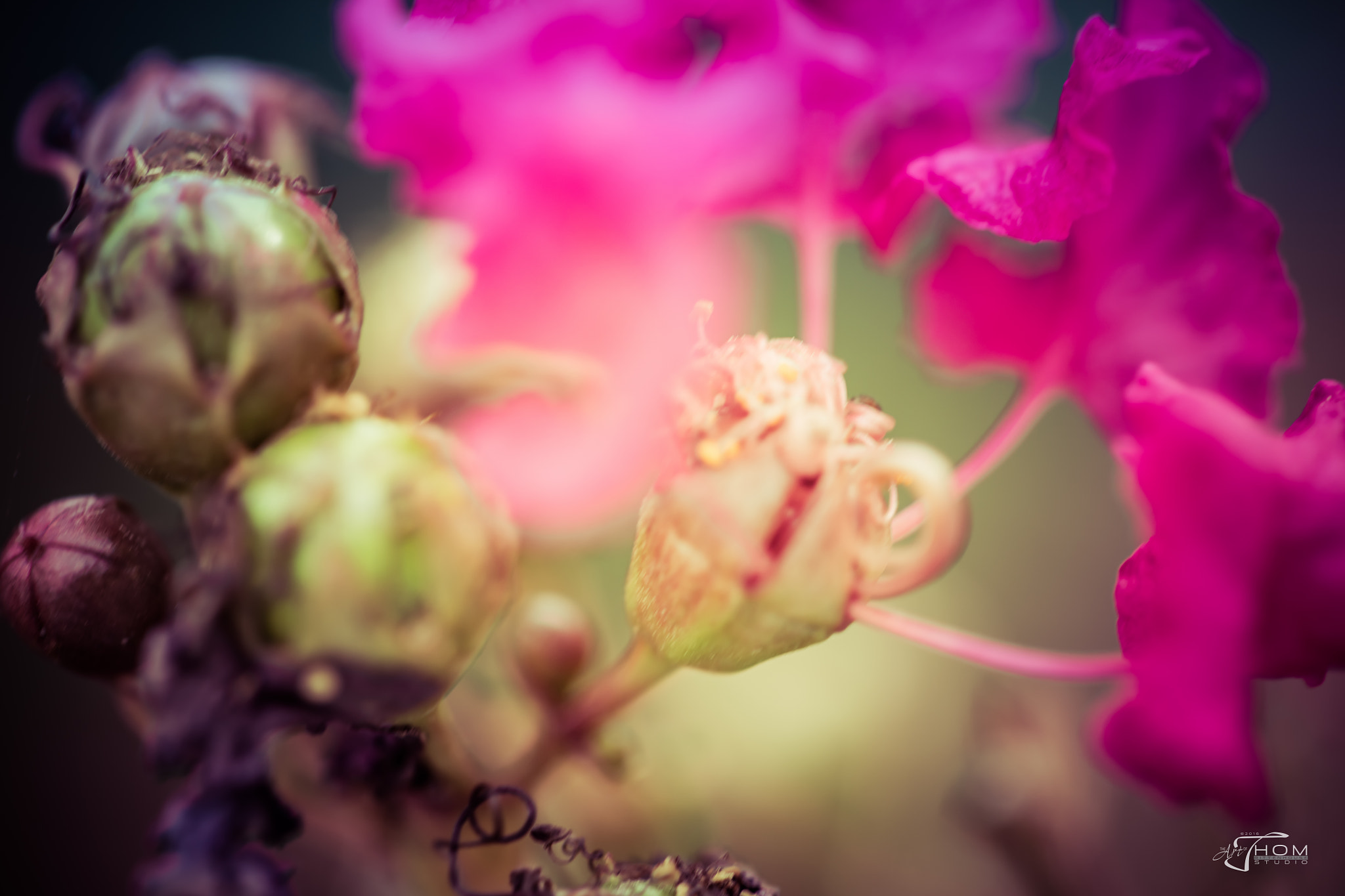 Canon EF 100mm F2.8 Macro USM sample photo. Crepemyrtle photography