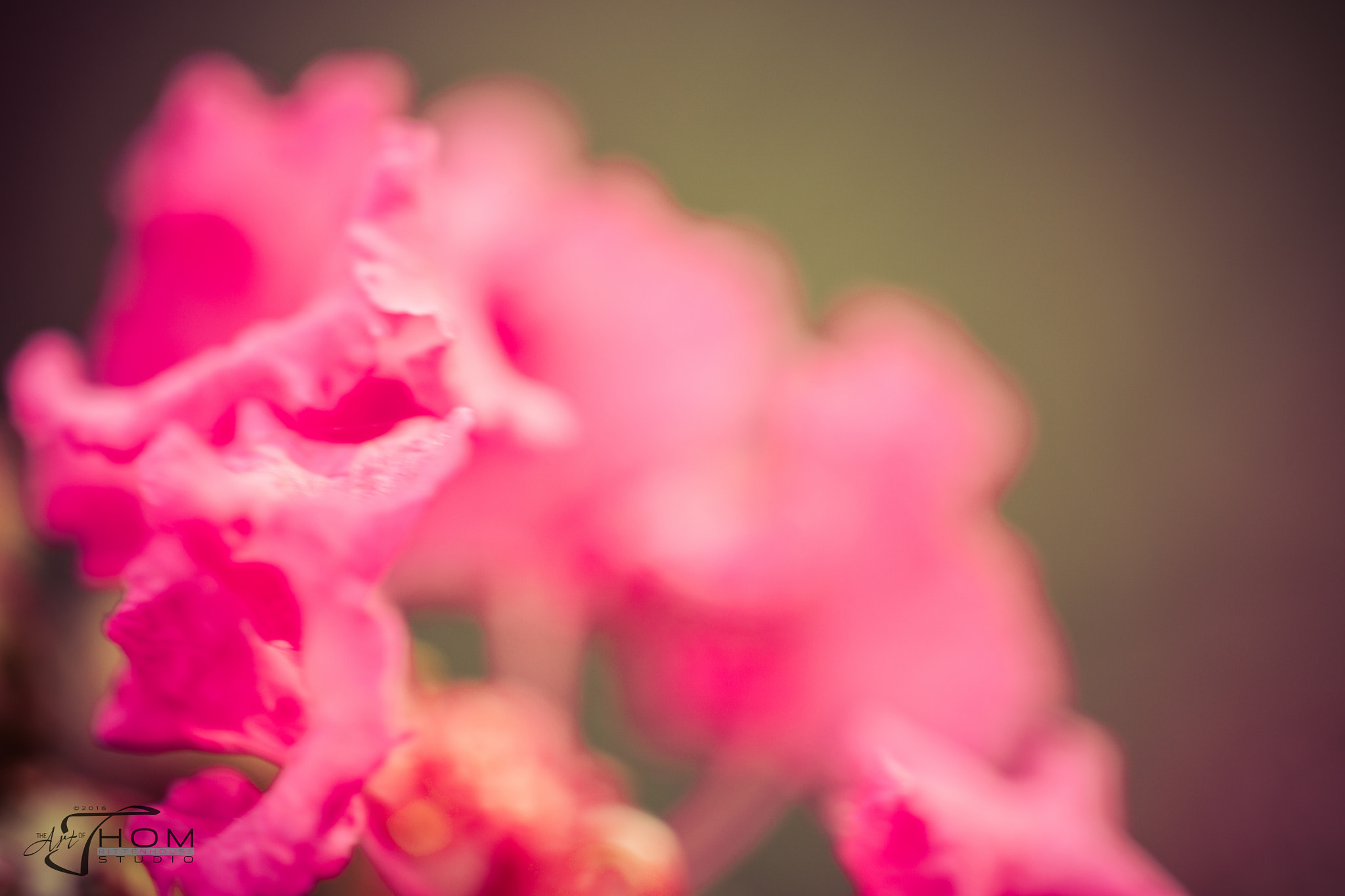 Canon EF 100mm F2.8 Macro USM sample photo. Crepemyrtleflower photography
