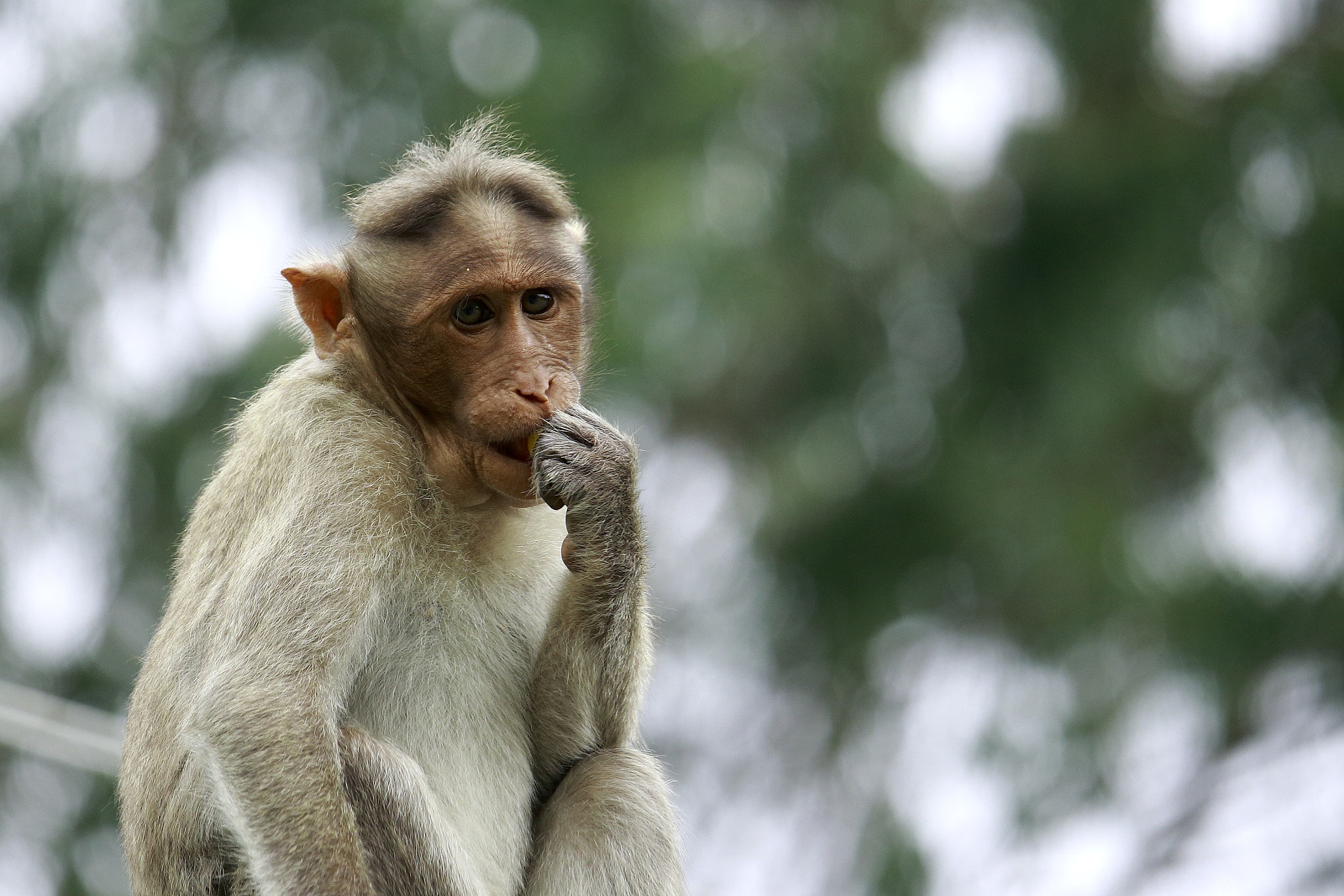 Canon EF-S 55-250mm F4-5.6 IS STM sample photo. India | karnataka | bandhipur photography