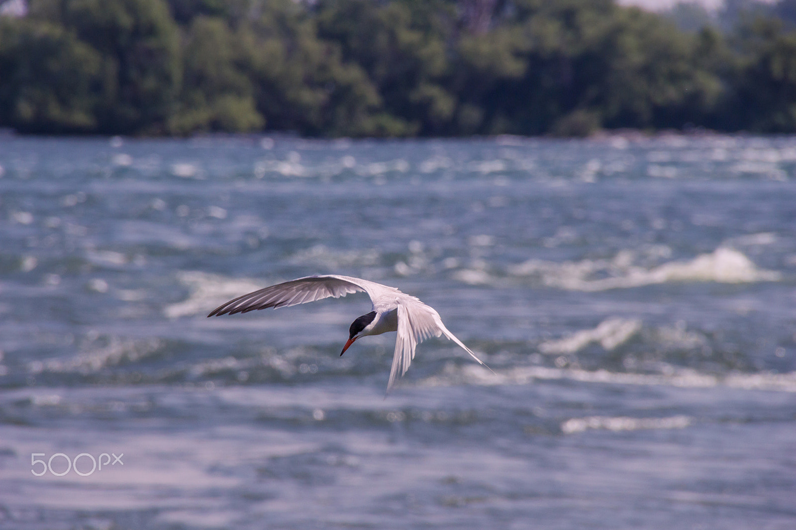 Canon EOS 650D (EOS Rebel T4i / EOS Kiss X6i) sample photo. Bird by the seashore photography