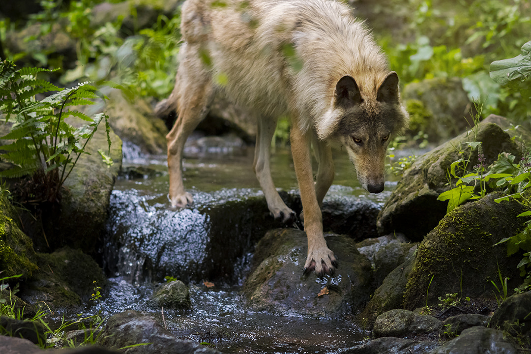 Canon EOS 700D (EOS Rebel T5i / EOS Kiss X7i) + Canon EF 135mm F2L USM sample photo. Waterfall walk photography