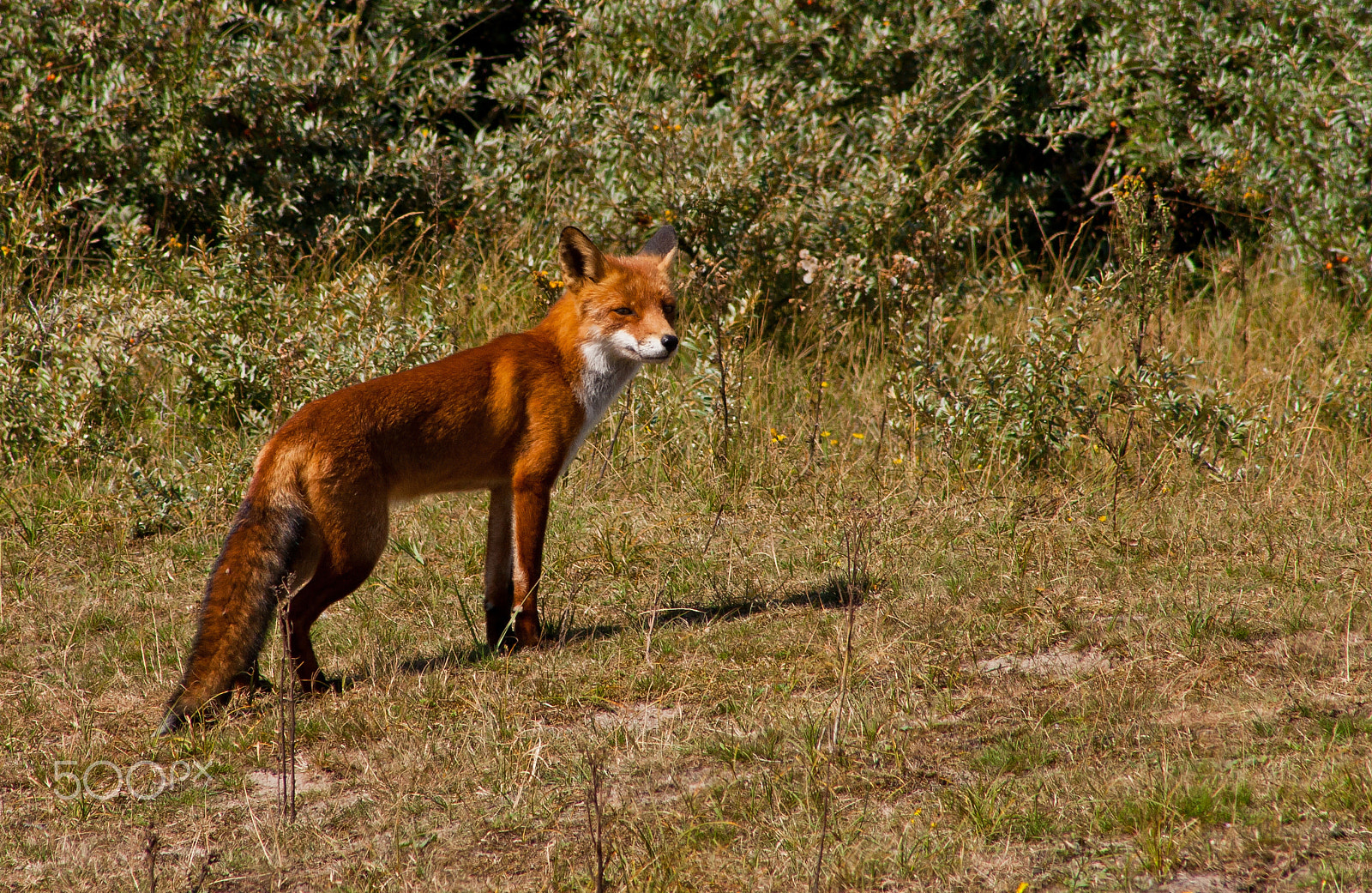 Canon EF 75-300mm f/4-5.6 USM sample photo. Fox photography