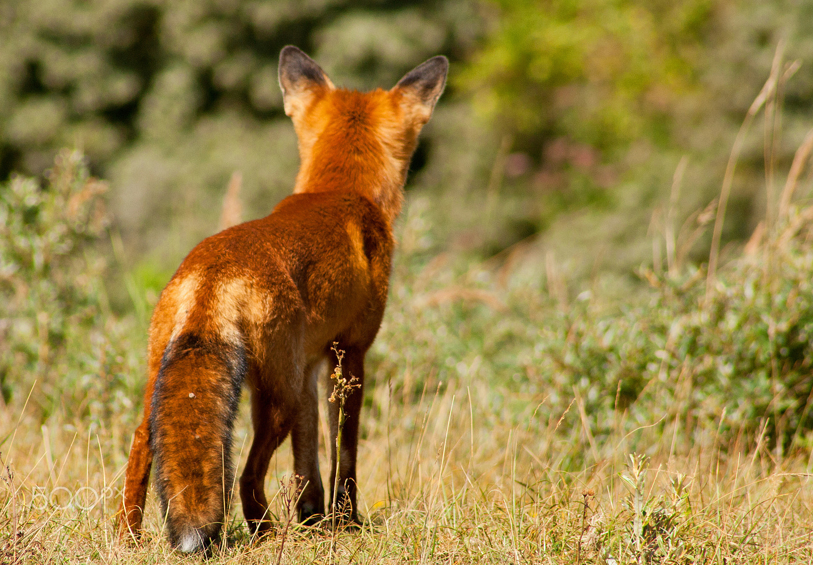 Canon EF 75-300mm f/4-5.6 USM sample photo. Hunting fox photography