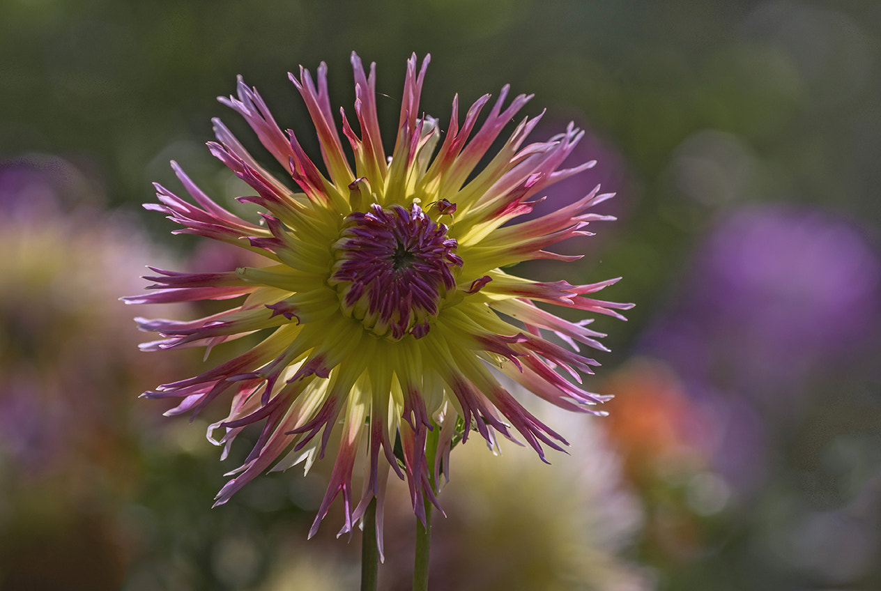 Sony SLT-A58 + Minolta AF 70-210mm F4 Macro sample photo. Flowers photography