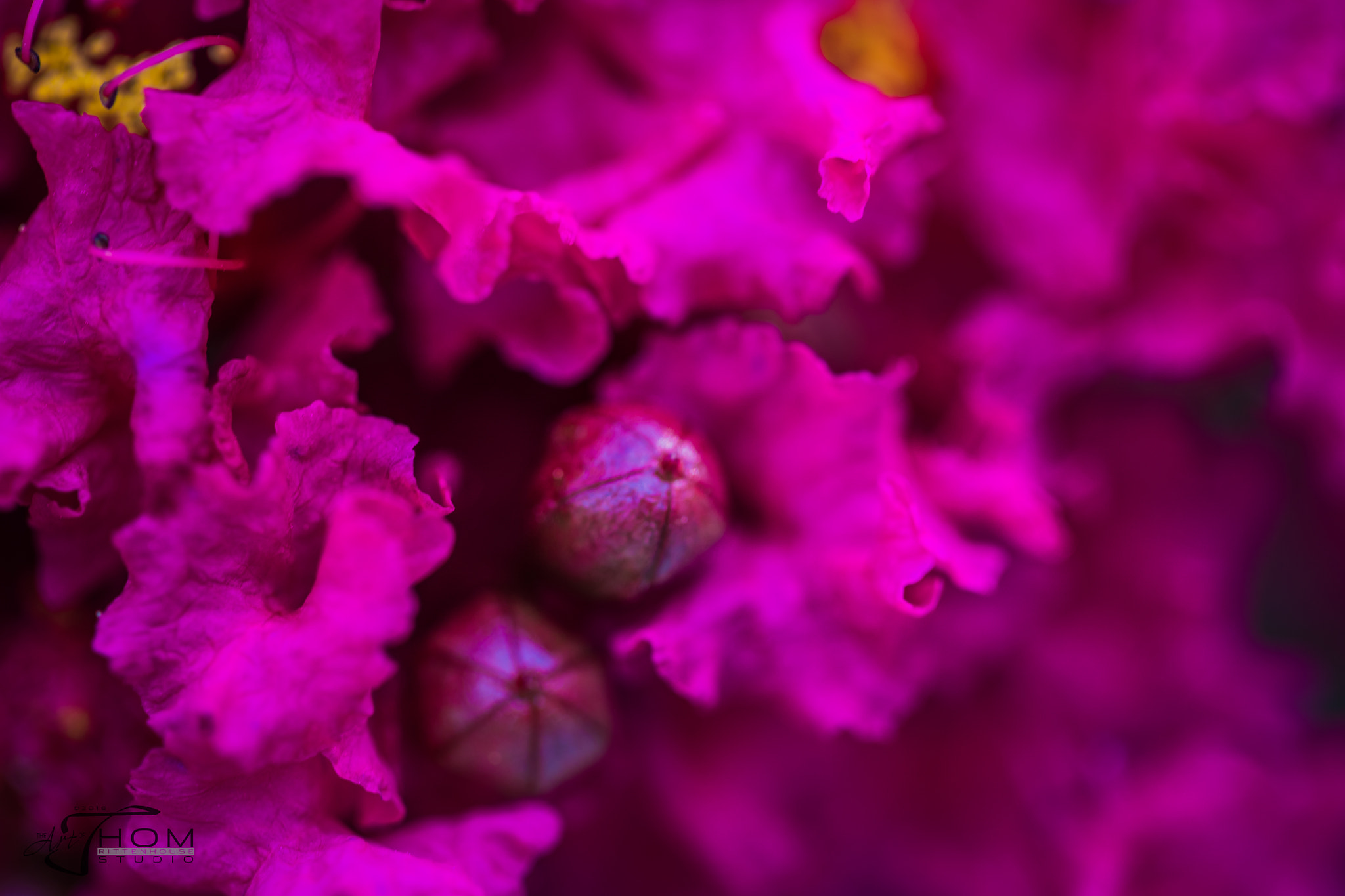 Canon EOS 5DS + Canon EF 100mm F2.8 Macro USM sample photo. Crepemyrtleflower photography