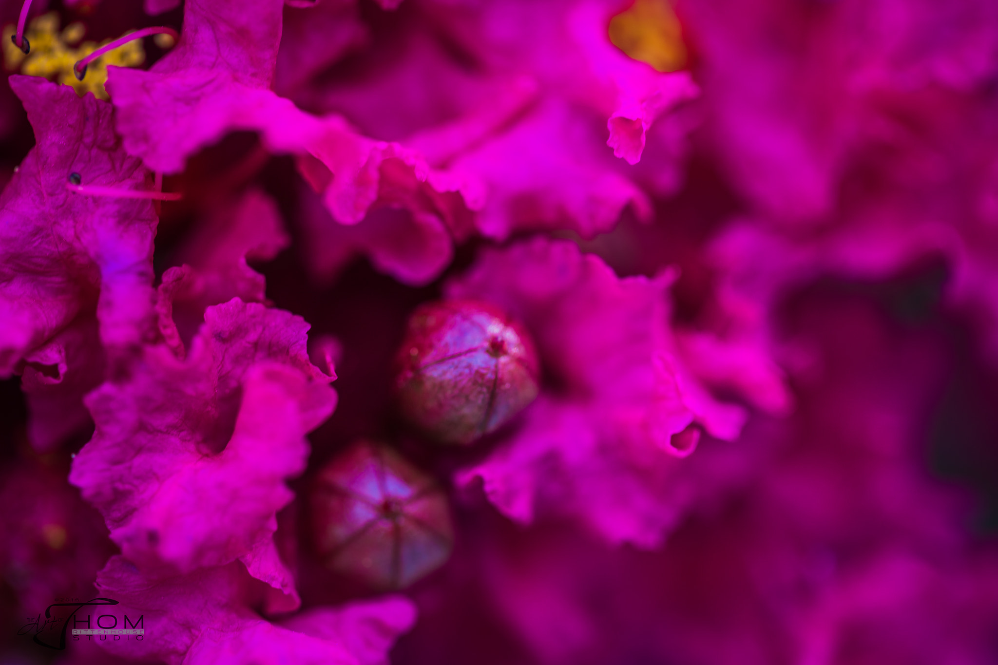 Canon EF 100mm F2.8 Macro USM sample photo. Crepemyrtleflower photography