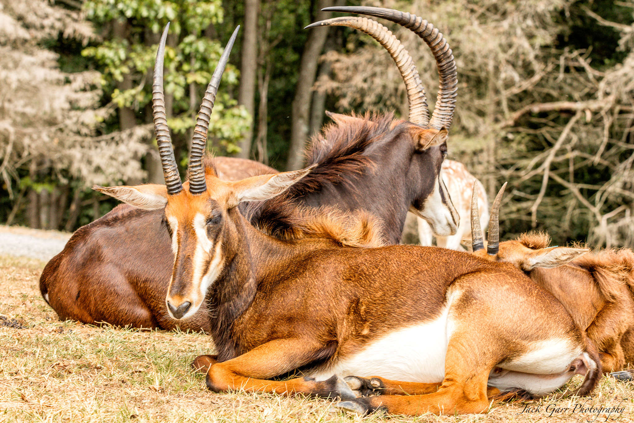 150-600mm F5-6.3 DG OS HSM | Sports 014 sample photo. Sable antelopes photography