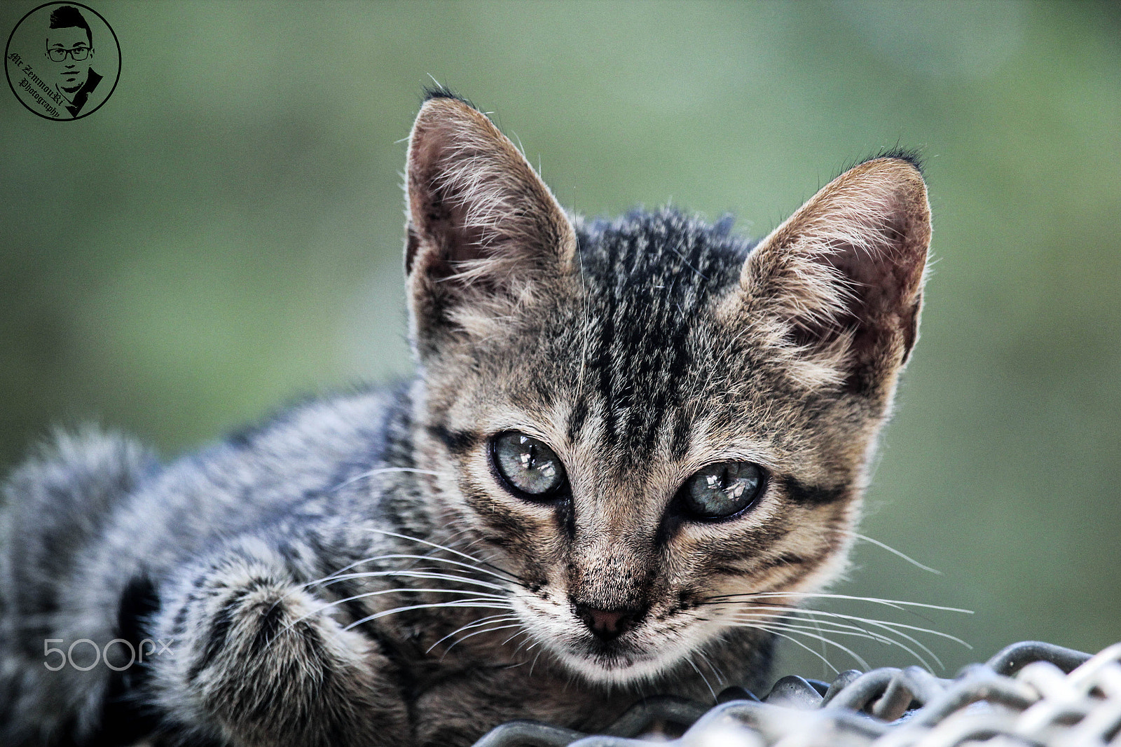Canon EF-S 55-250mm F4-5.6 IS STM sample photo. Cat photography