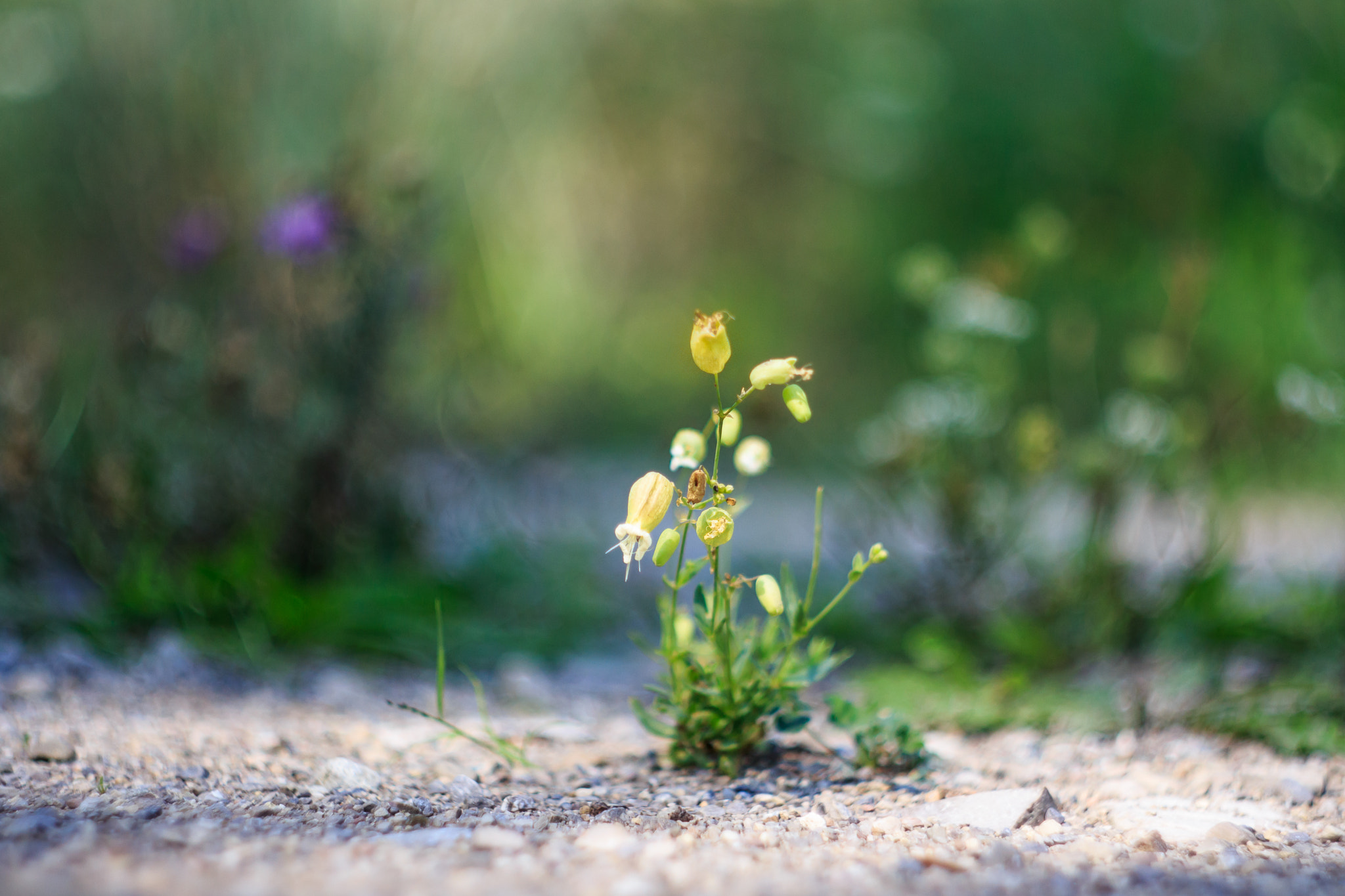 Canon EF 35-80mm f/4-5.6 sample photo. Little plant photography