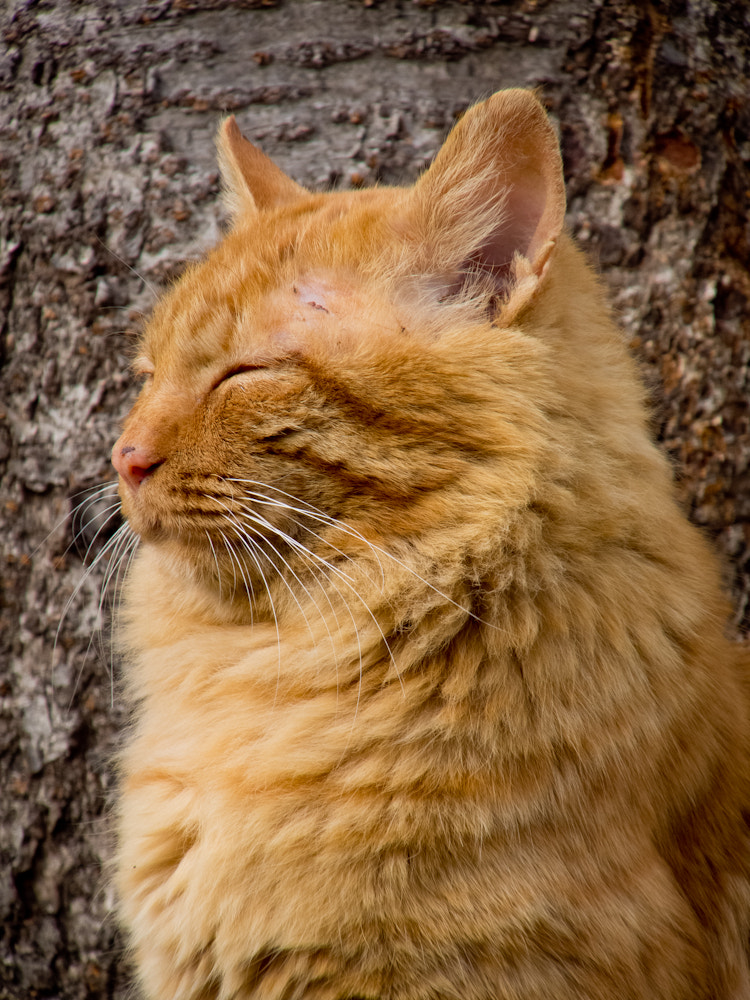 Fujifilm FinePix F600 EXR sample photo