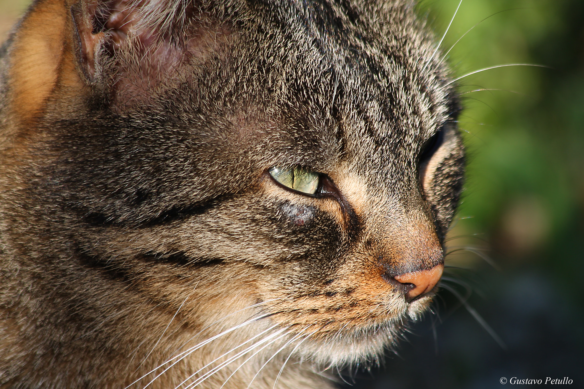 Canon EF 70-300mm F4-5.6 IS USM sample photo. Cat photography