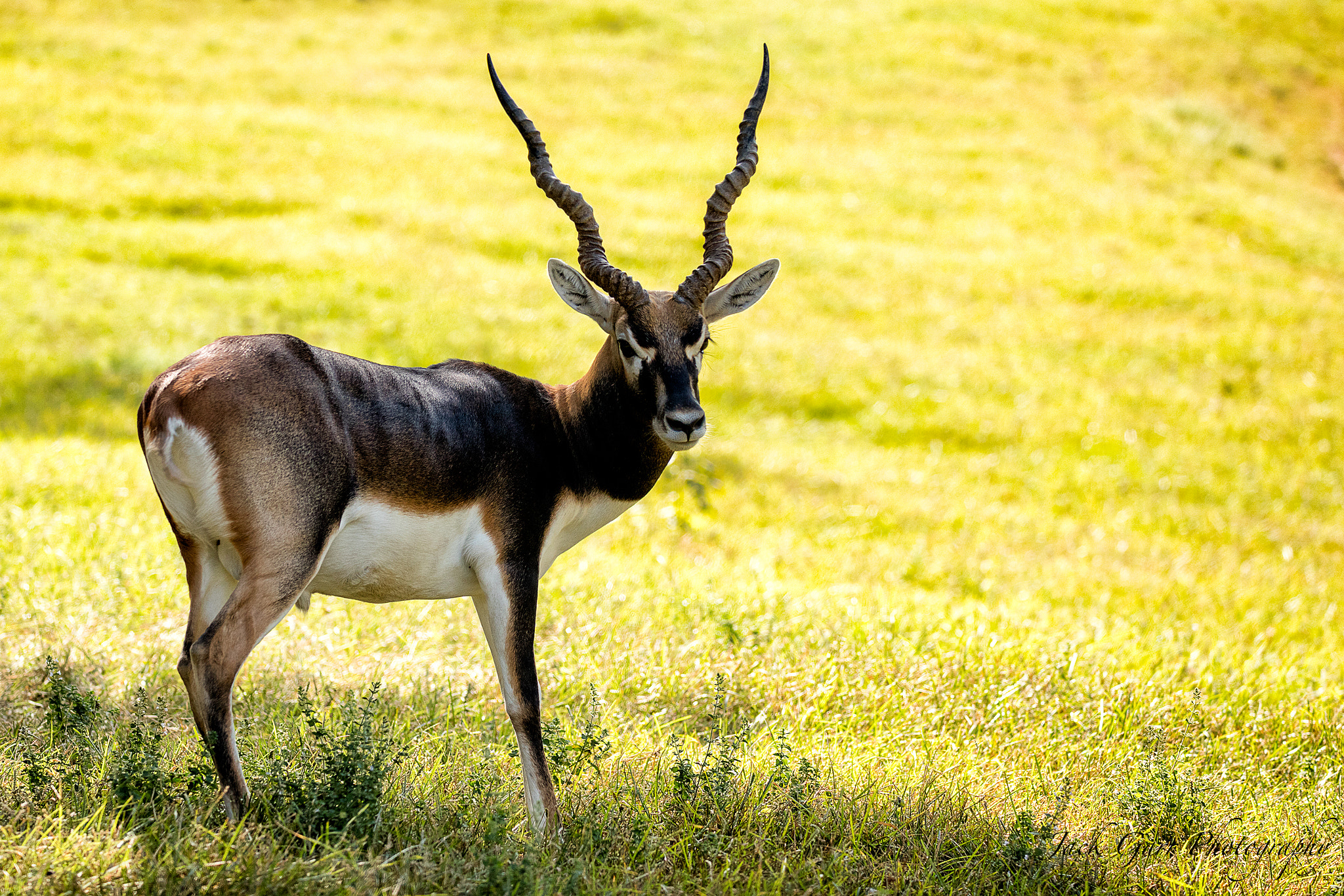 150-600mm F5-6.3 DG OS HSM | Sports 014 sample photo. Blackbuck antelope photography