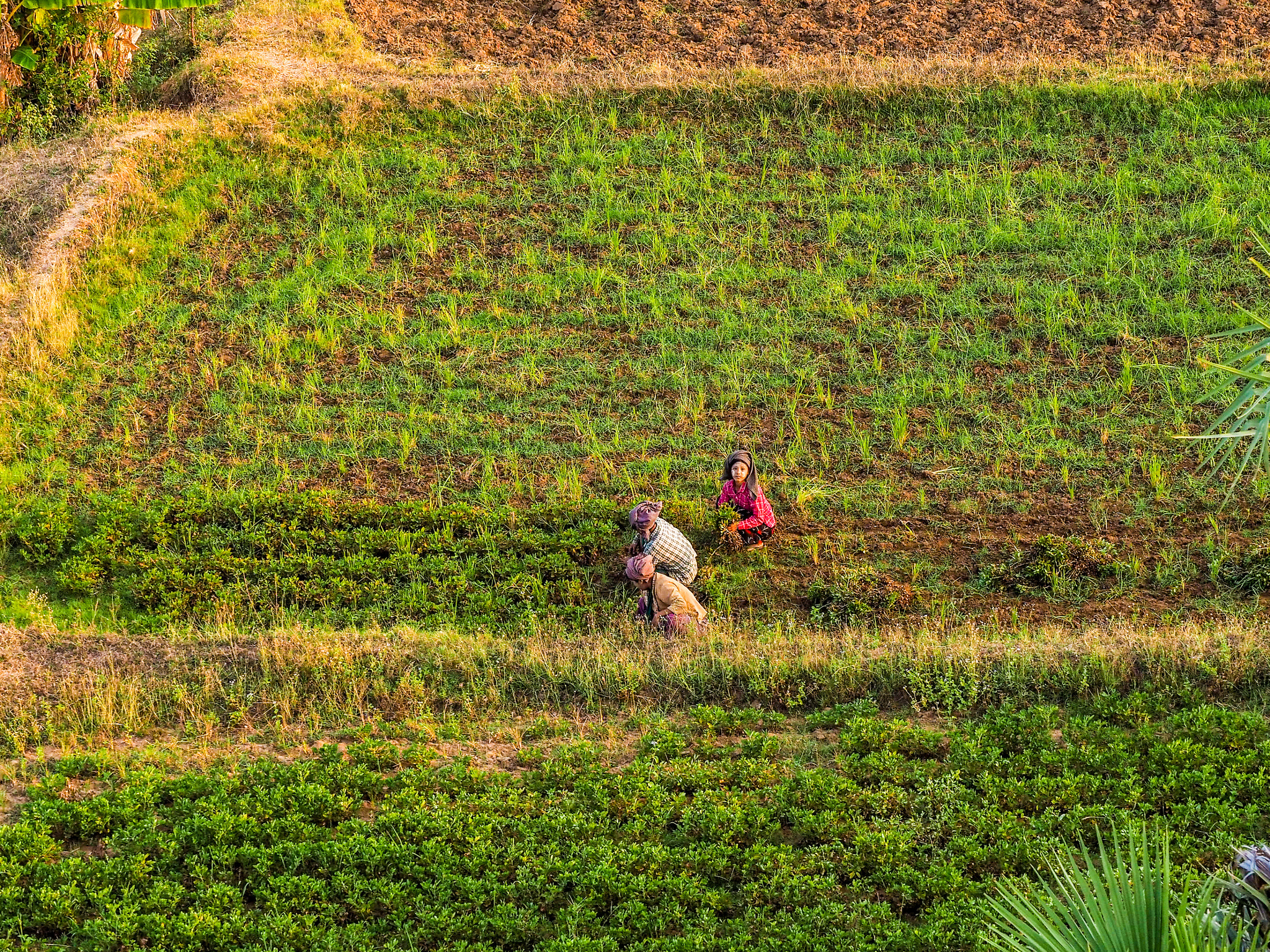 Olympus OM-D E-M10 + Olympus M.Zuiko Digital ED 40-150mm F2.8 Pro sample photo. An onlooking tea picker marvels at the balloon photography