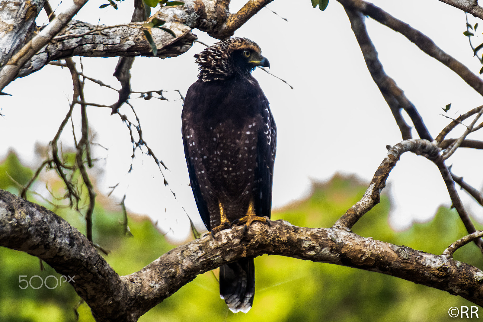 Canon EOS 7D Mark II + Tamron SP 70-300mm F4-5.6 Di VC USD sample photo. Crested serpent eagle photography