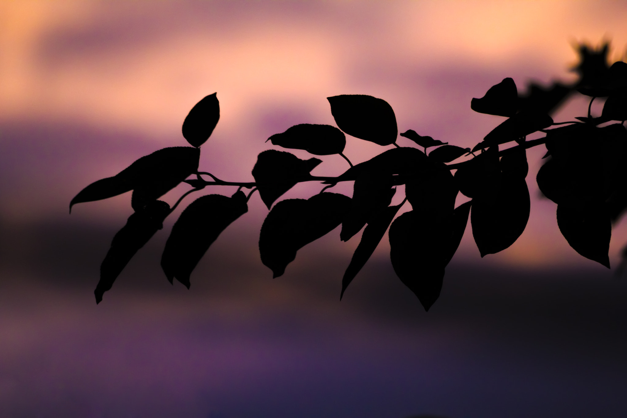 Sigma 70-300mm F4-5.6 APO DG Macro sample photo. Late sunset [14/365] photography