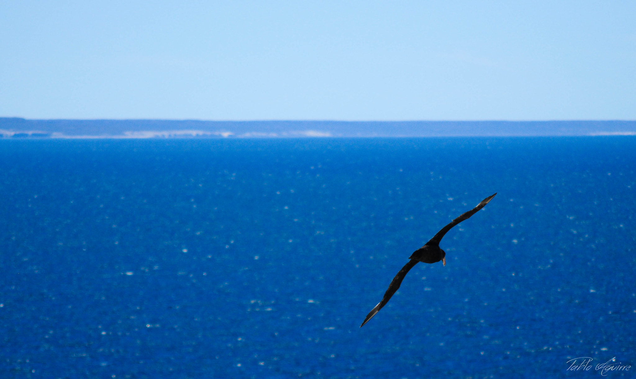 Nikon D90 + AF Nikkor 70-210mm f/4-5.6 sample photo. Petrel sobre la peninsula photography