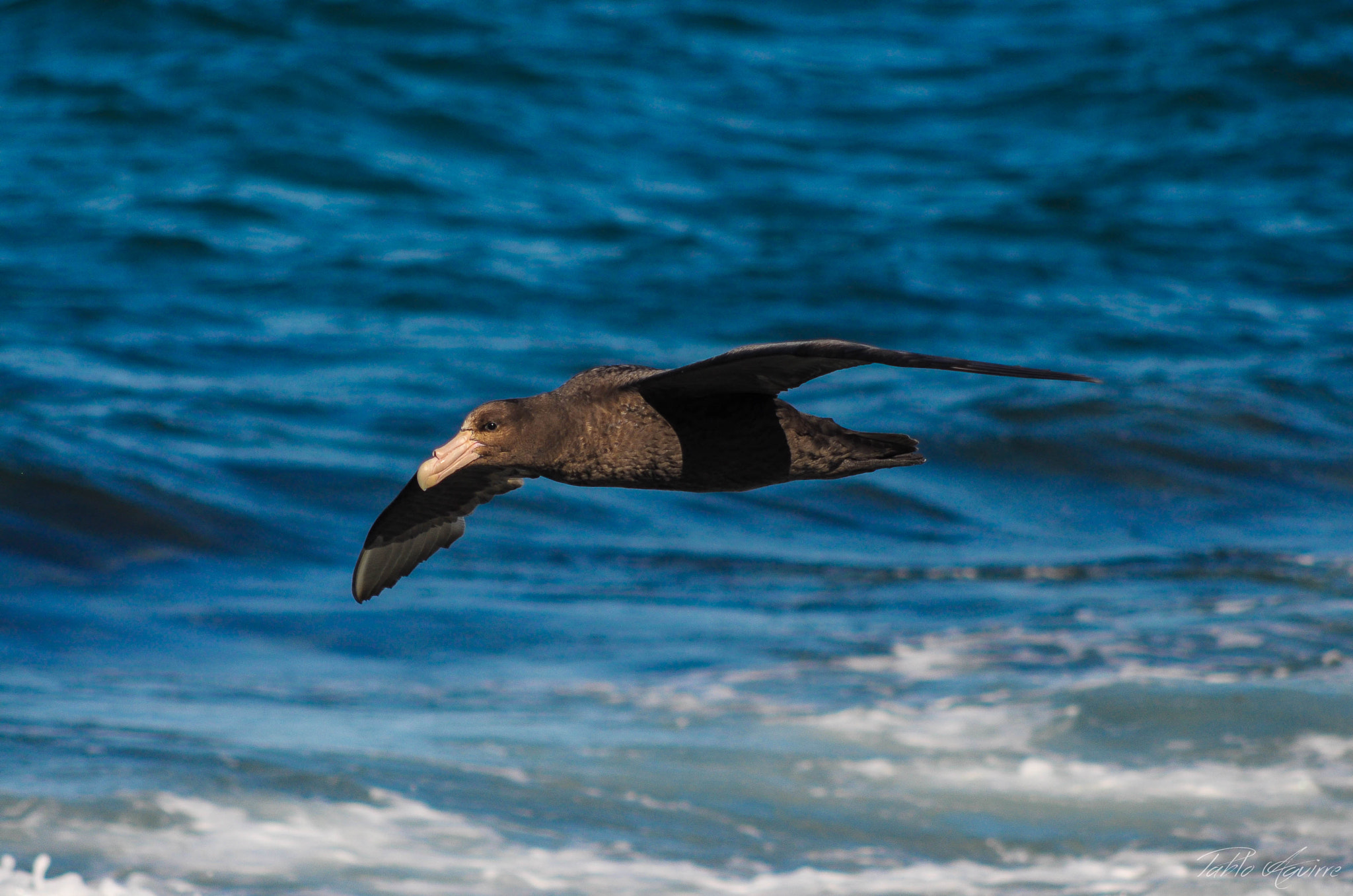 Nikon D90 + AF Nikkor 70-210mm f/4-5.6 sample photo. Petrel gigante photography