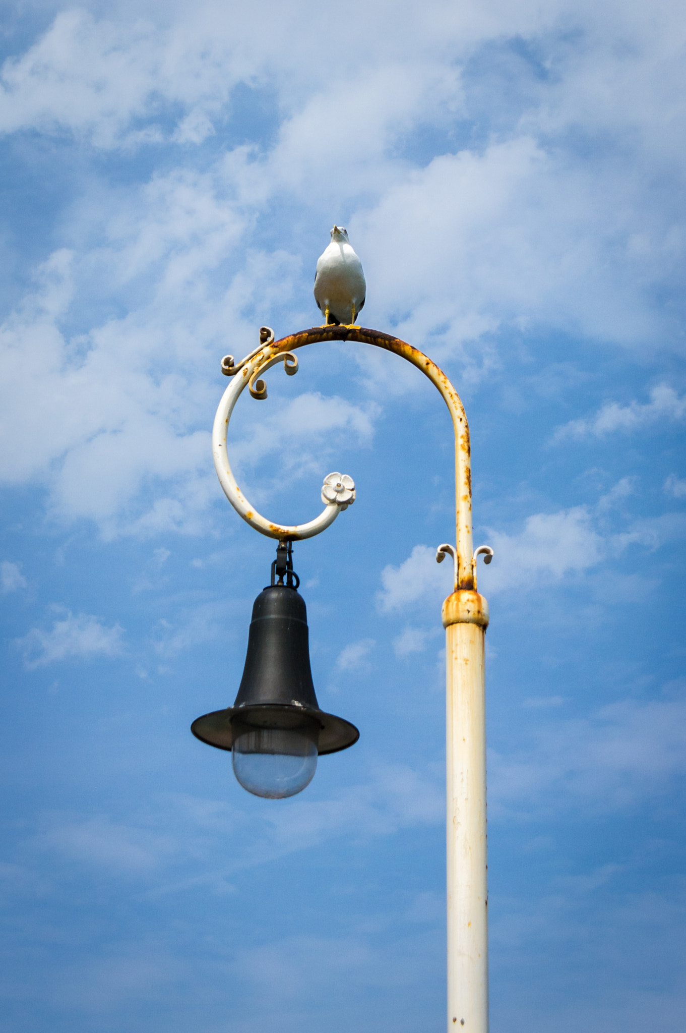 Pentax K20D + Pentax smc DA 16-45mm F4 ED AL sample photo. Seagull photography