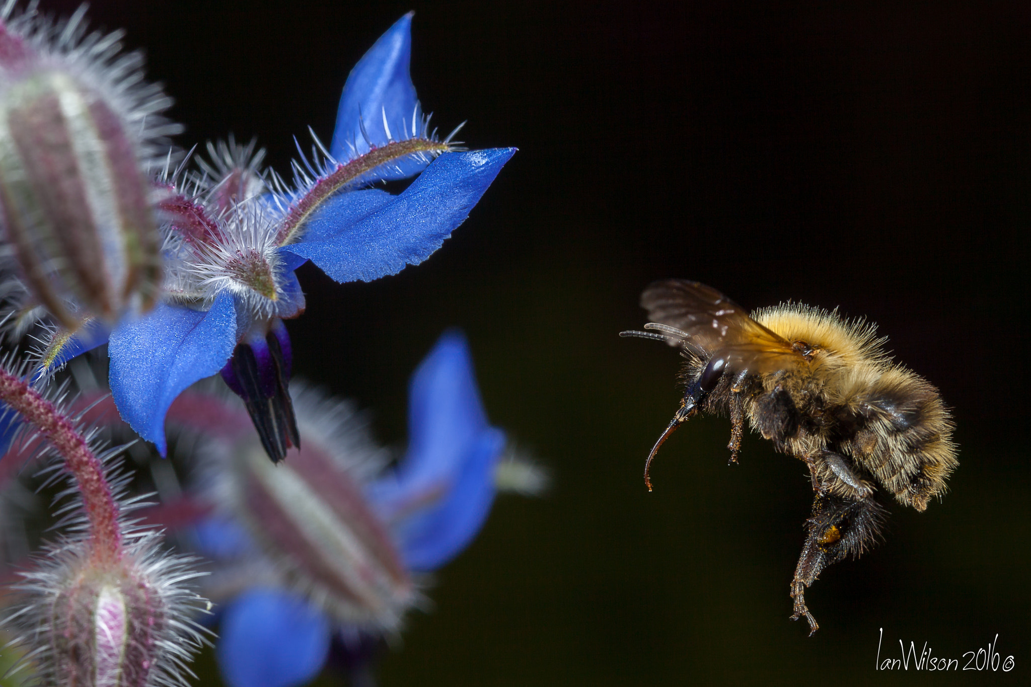 Sigma 105mm F2.8 EX DG OS HSM sample photo. Pollen hunter on the borage photography
