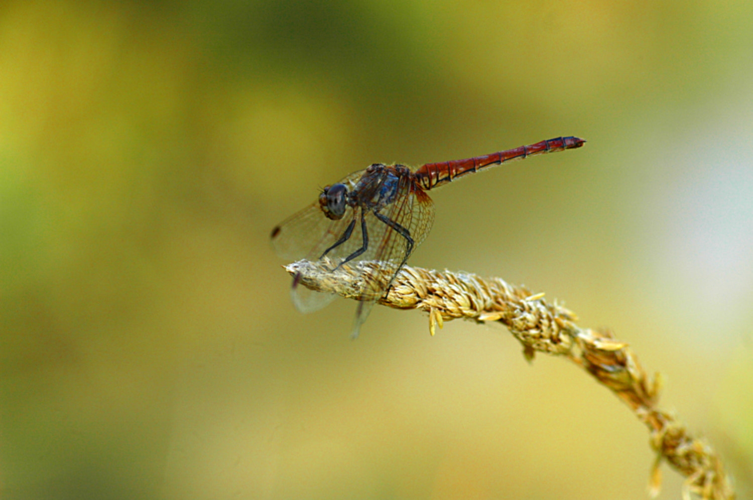 Sigma Macro 90mm F2.8 sample photo. A photography