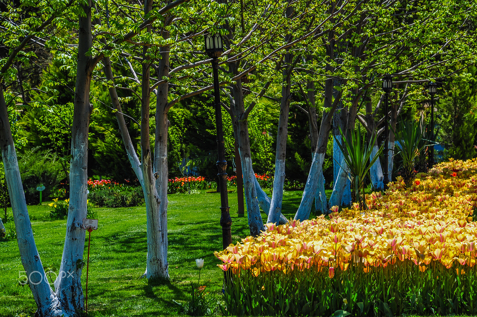 Nikon D5000 sample photo. Flowers photography