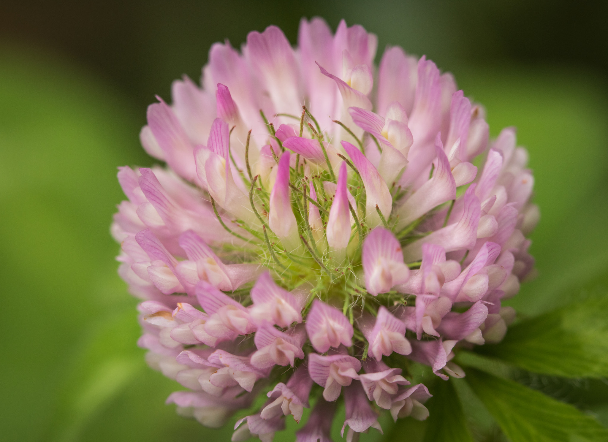 Canon EOS 760D (EOS Rebel T6s / EOS 8000D) sample photo. Delicate pink and white closeup photography