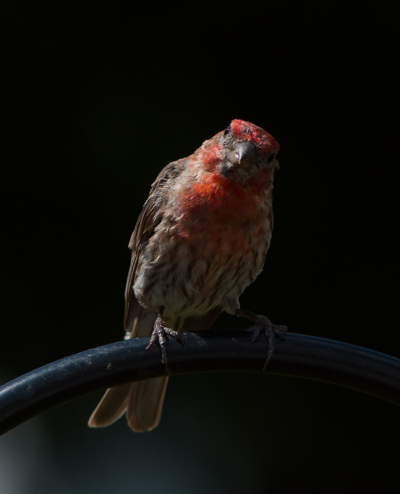 Canon EOS 70D + Canon EF 300mm F4L IS USM sample photo. Finch look photography