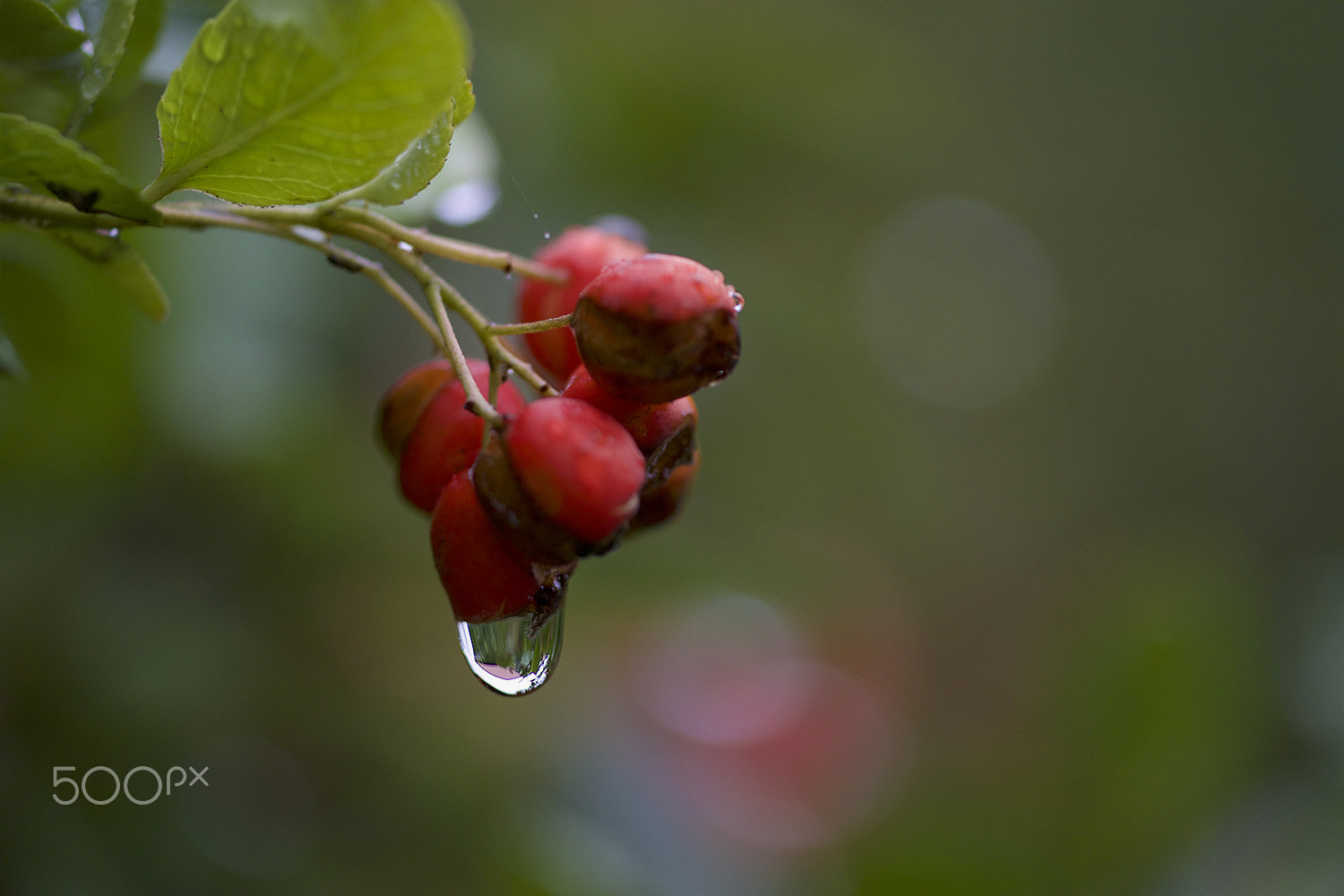 Sigma APO Macro 150mm f/2.8 EX DG HSM sample photo. Autumn photography