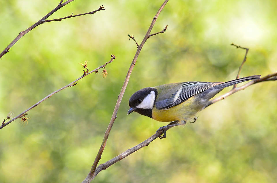 Nikon D7000 + AF Nikkor 180mm f/2.8 IF-ED sample photo. Great tit photography