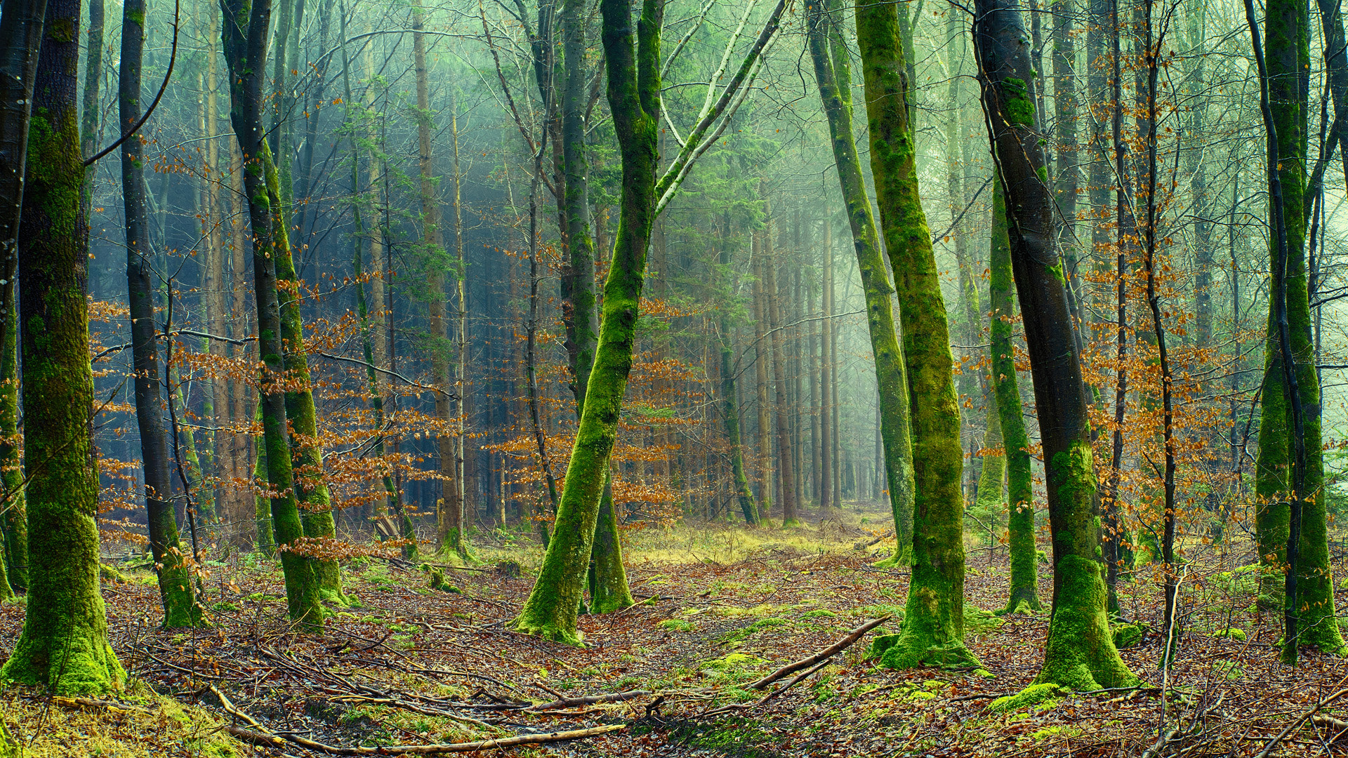 Tamron 18-270mm F3.5-6.3 Di II PZD sample photo. Moss wood photography