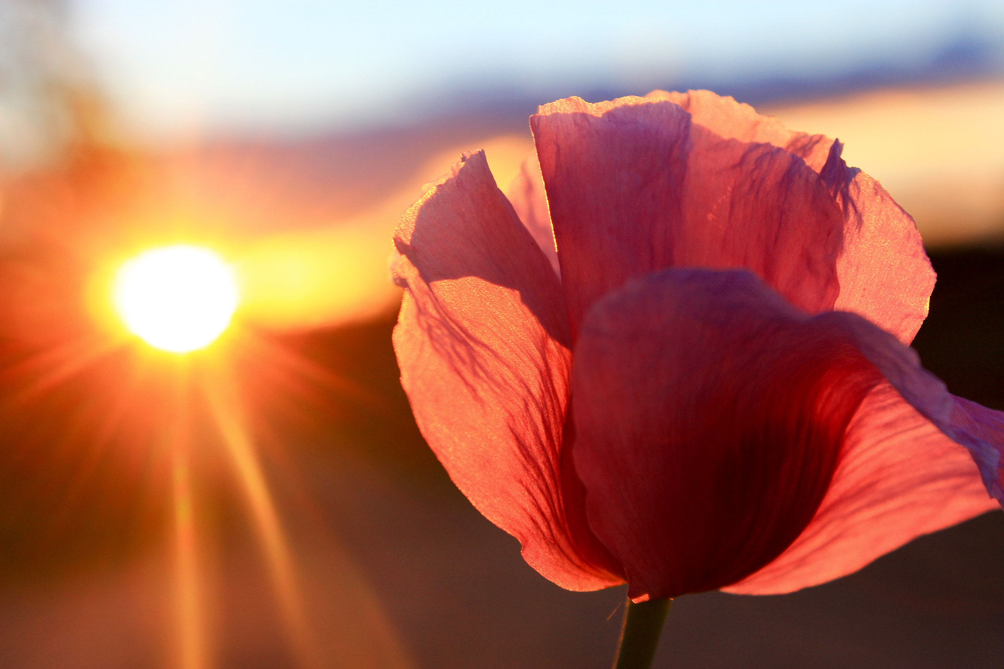 Canon EF-S 18-55mm F3.5-5.6 III sample photo. Poppy and sunlight photography