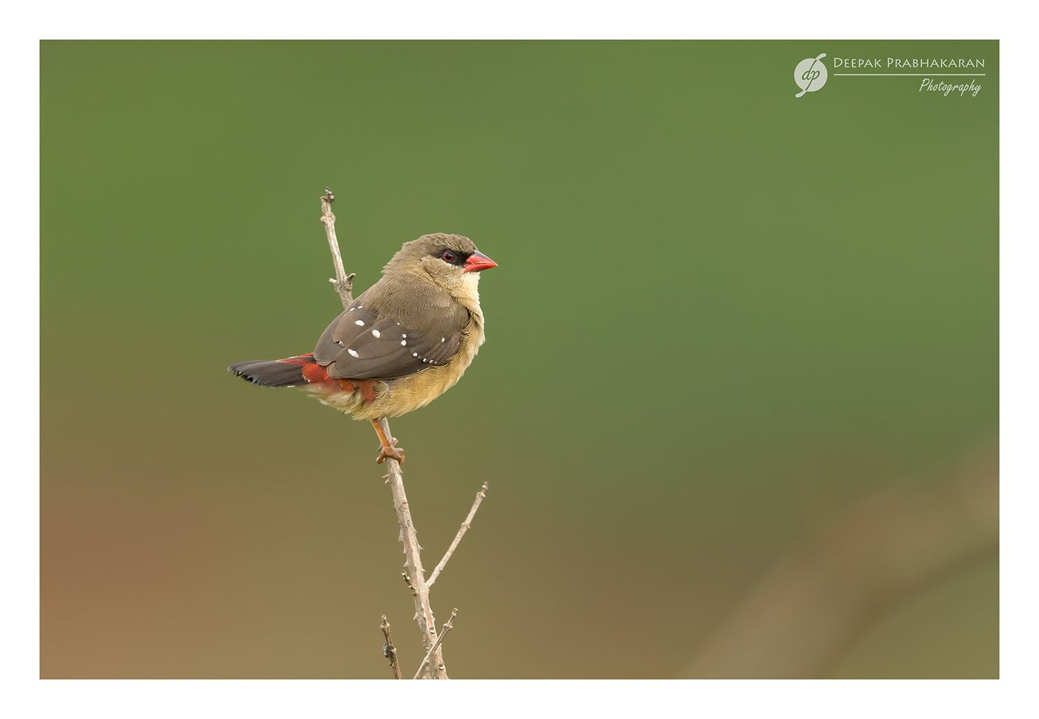 Canon EF 400mm F2.8L IS II USM sample photo. ~~ red munia ~~ photography