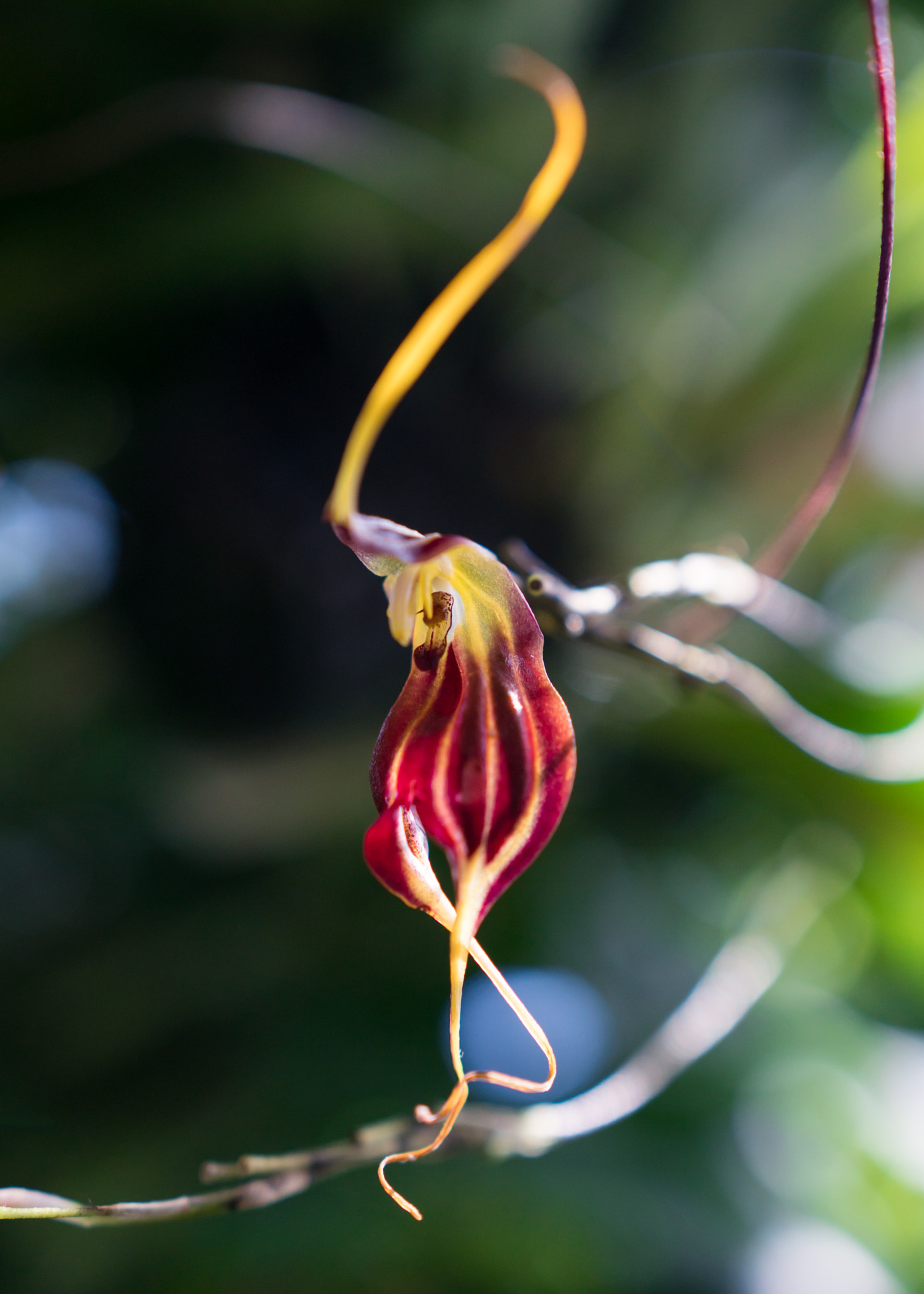 Sony a6300 + 18-35mm F1.8 DC HSM | Art 013 sample photo. Red orchid photography