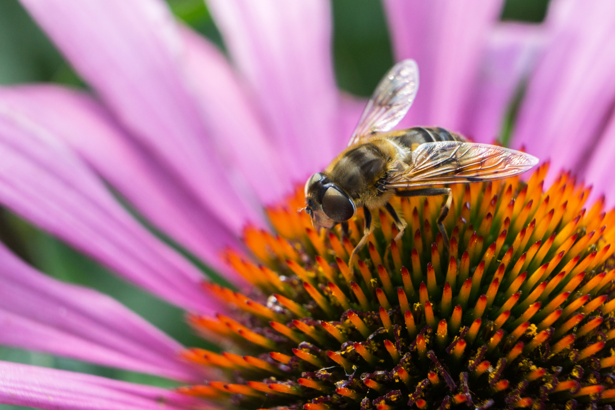 Sony a6000 + Sony FE 28-70mm F3.5-5.6 OSS sample photo. Bugs life photography
