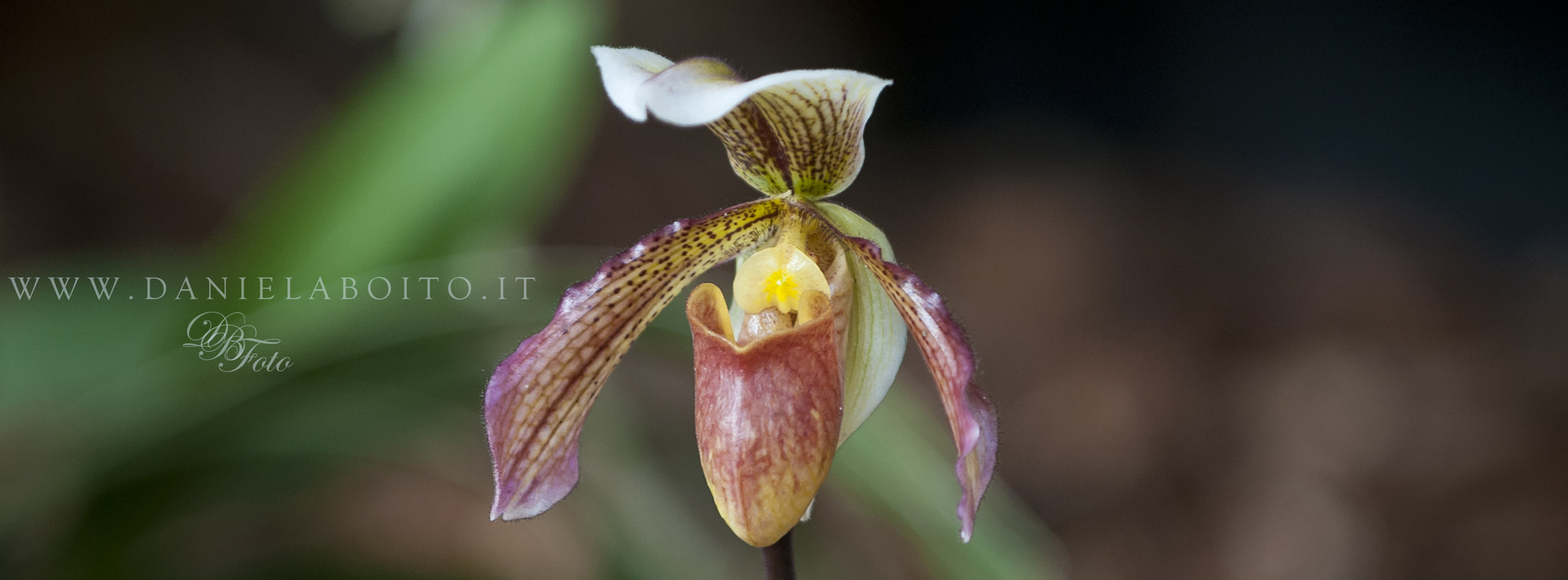 AF-S Zoom-Nikkor 80-200mm f/2.8D IF-ED sample photo. Orchid photography