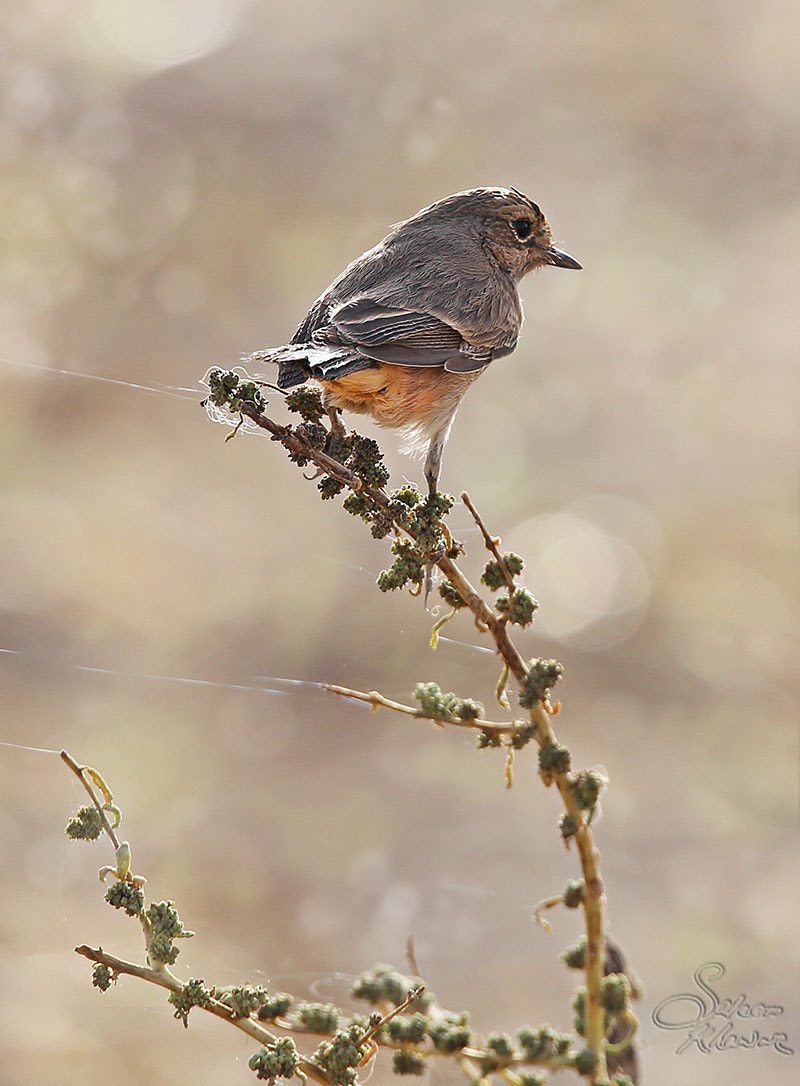 Sigma 150-600mm F5-6.3 DG OS HSM | C sample photo. Small bird 4 photography
