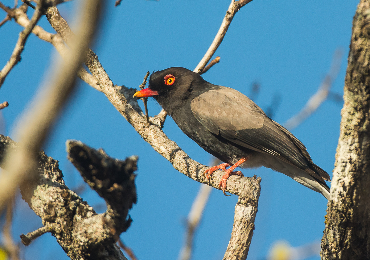 Nikon D7100 + Nikon AF-S Nikkor 200-400mm F4G ED-IF VR sample photo. Retz's helmetshrike photography